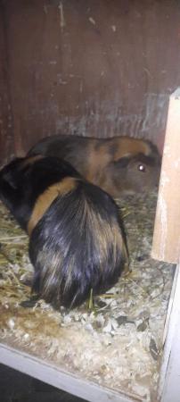 Image 2 of 35 a pair Beautiful guinea pigs 2 boys left