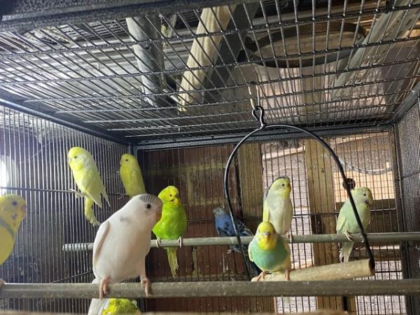 Image 6 of Baby and young Budgies for Sale