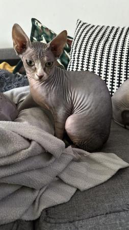 Image 6 of Beautiful Tabby Pure Canadian Sphynx Girl ????