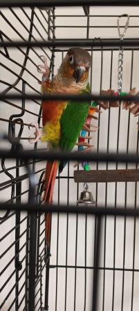 Image 2 of Untamed Conure with cage and table around 14mo