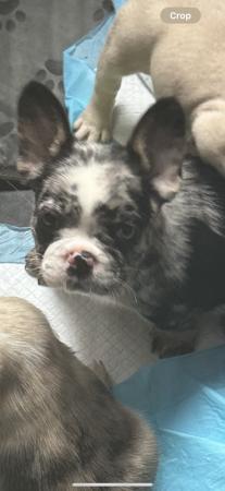 Image 23 of Beautiful French bulldog puppies ready to leave