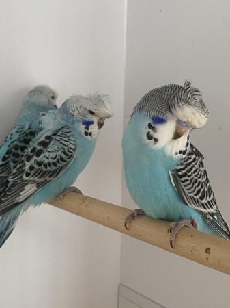 Image 4 of Budgies available now in Brightlingsea