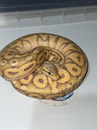 Preview of the first image of Male banana poss pastel ball python.