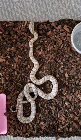 Image 3 of 2 Male Anary Corn Snakes
