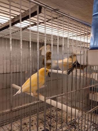 Image 5 of Beautiful canarys harlequin + lizard gold + blue