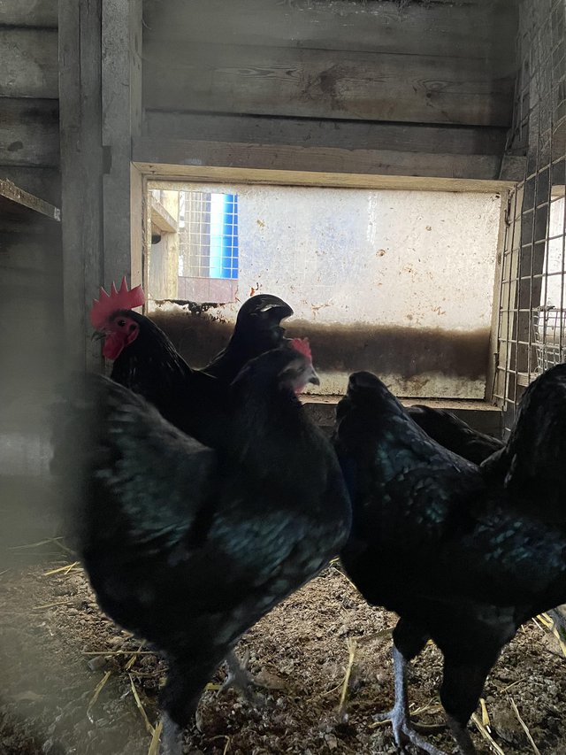 Preview of the first image of GERMAN LANGSHANS BANTAMS (black).