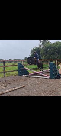 Image 3 of 12.1hh Irish jumping pony