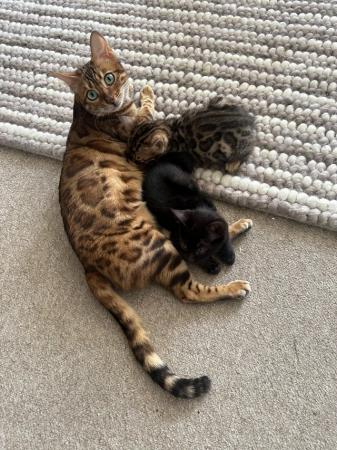 Image 24 of TICA registered bengal kittens for sale!??