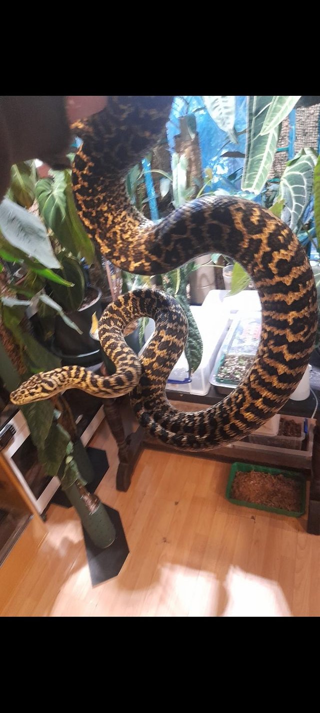 Preview of the first image of Zebra Jungle carpet python female.