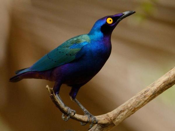 Image 3 of African Purple Glossy Starlings - Adult Pair - Aviary Birds