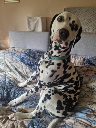 Image 6 of Kc registered male dalmatian 20 months