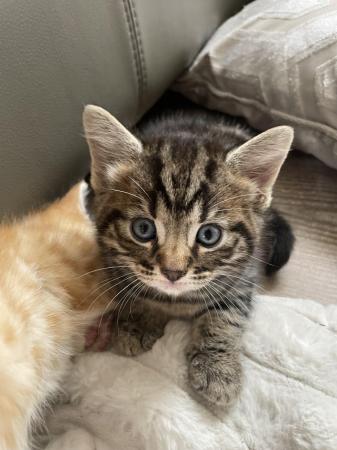 Image 11 of Maine Coon Mix Kittens x