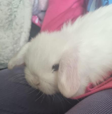 Image 4 of ** ready now ** 2 pure breed mini lop only bew left