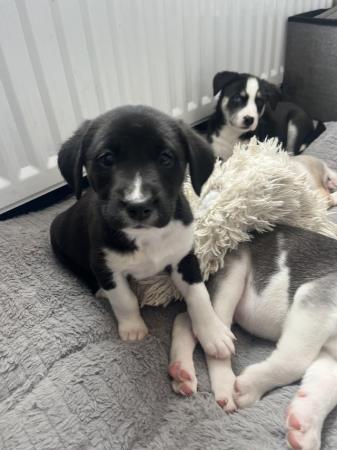 Image 6 of 7 week year old Labsky Puppies
