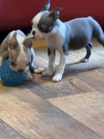 Image 17 of chunky rare colours full pedigree blue eyed Boston terriers