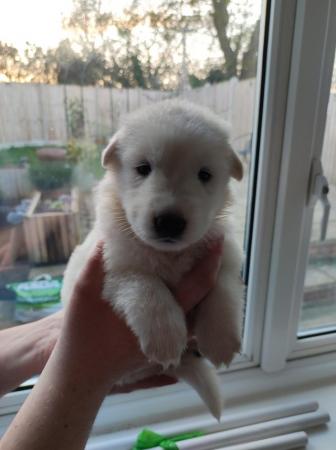 Image 8 of KC White Swiss Shepherds *Available May* *Reduced*
