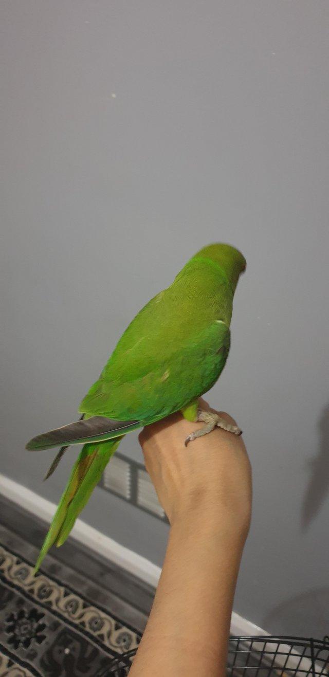 Preview of the first image of Indian ring neck parrot.