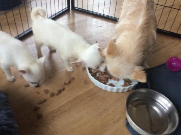 Image 2 of Pomchi puppies for sale 1 boy 1 girl