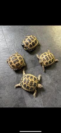 Image 4 of Baby Horsefield tortoises wow stunning
