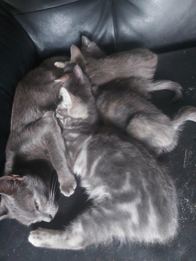Preview of the first image of Russian blue x blue marbled bengal.