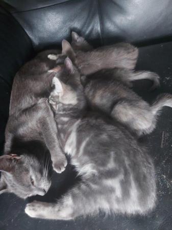 Image 1 of Russian blue x blue marbled bengal