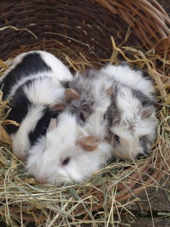 Image 5 of Guinea pig pups, tufty coated READY SOON AT 8 WEEKS