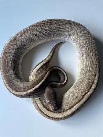 Image 10 of Various royal pythons for sale