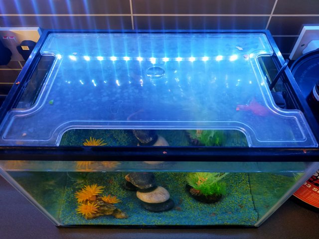 Preview of the first image of Small fish tank with accessories.