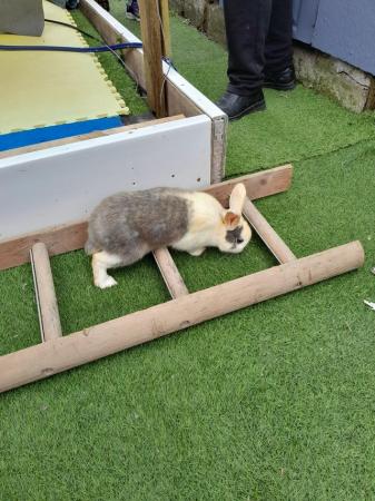 Image 2 of 2 Gorgeous Mixed Breed Rabbits