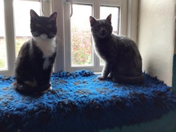 Image 3 of Beautiful Older Kittens for Sale