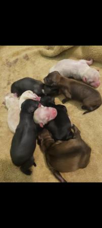 Image 5 of Pedigree Chinese Crested puppies