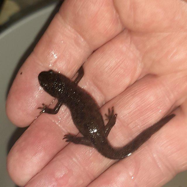 Preview of the first image of 12 months old sharp ribbed newts mail and female.
