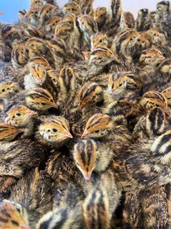 Image 2 of Quails 5 weeks old- Available Now - off heat