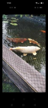 Image 2 of Large and medium koi fish for sale