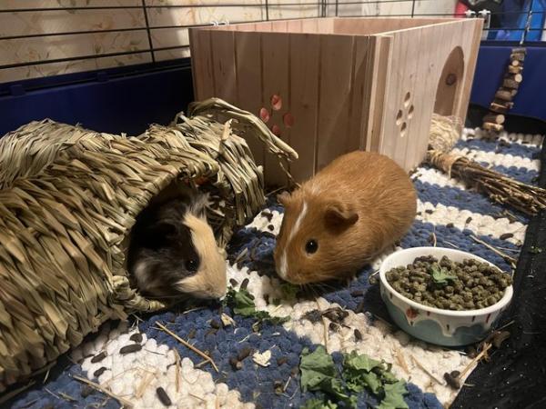 Image 1 of 2 Guinea pigs for sale (2 males)