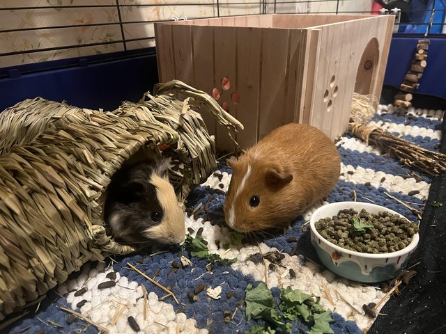 Preview of the first image of 2 Guinea pigs for sale (2 males).