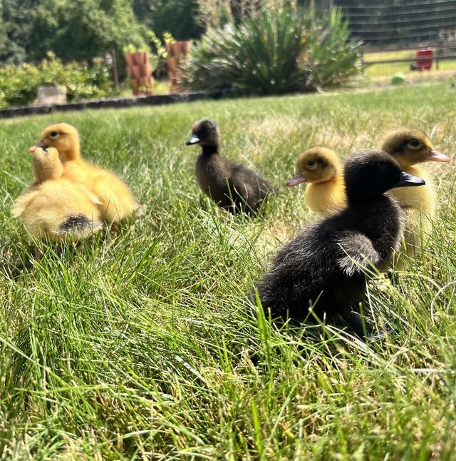 Preview of the first image of Ducklings wanted if giving away.