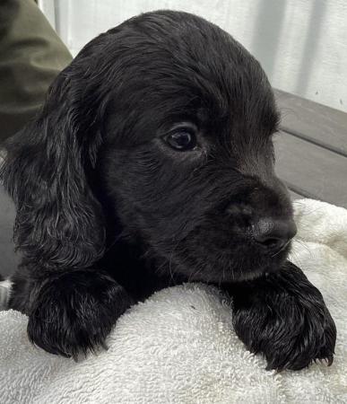 Image 5 of Cocker Spaniel puppies, health tested parents