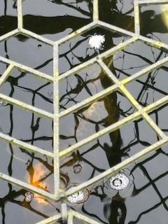 Image 5 of 4 Large Japanese Koi pond fish for sale