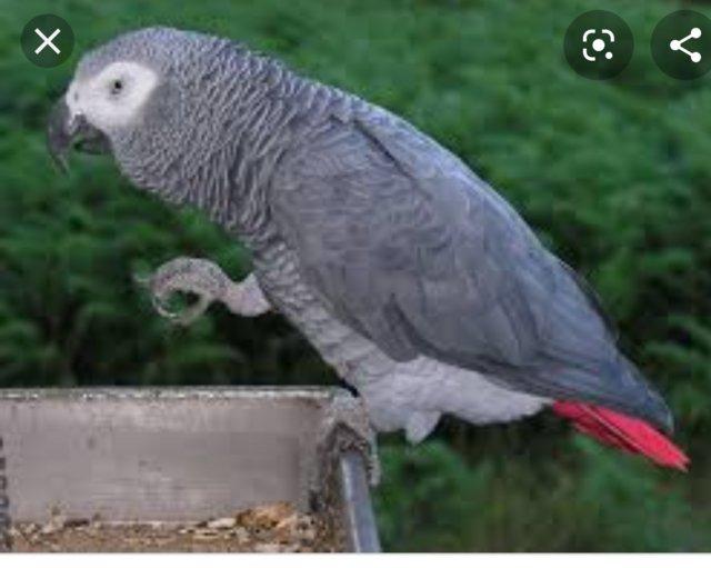 Preview of the first image of Wanted African grey parrot or other parrots.