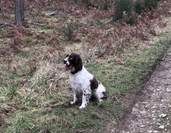 Image 4 of 5 year old springer spaniel male