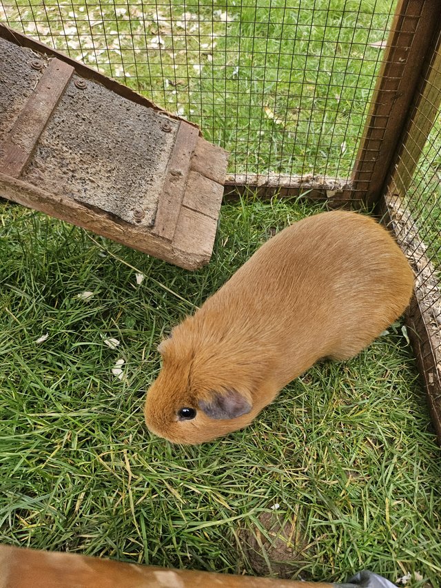 Preview of the first image of 12 mth old American guinea pig.