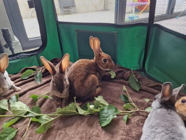 Image 10 of 4 Mini rex rabbits left looking for their forever homes