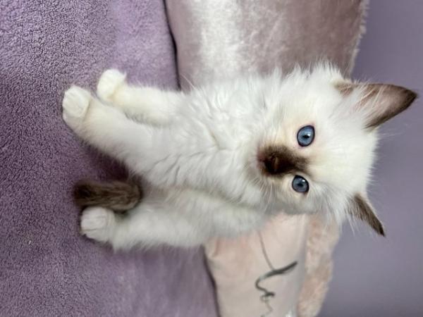 Image 5 of Rare Chocolate Mitted Pure Ragdoll male boy kitten Ready