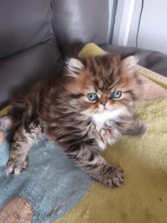 Image 7 of 2 happy and healthy pedigree persian kittens for sale