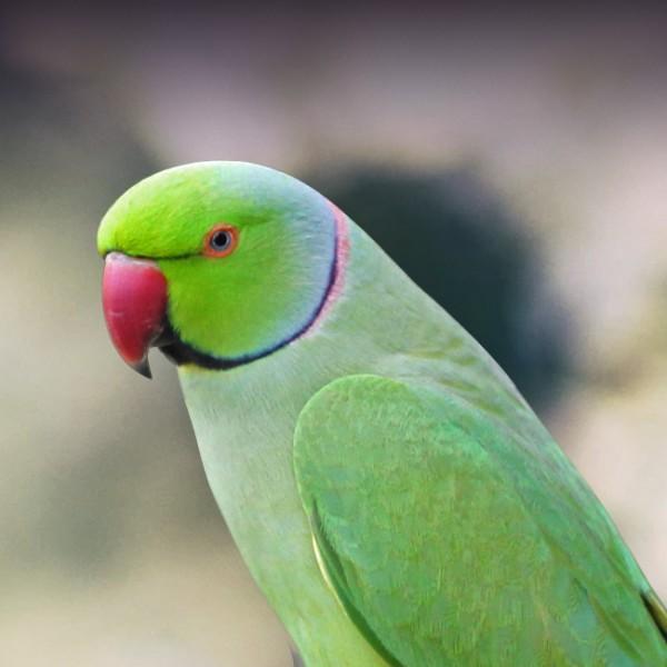 Preview of the first image of Wanted Indian ringneck to good loving home.