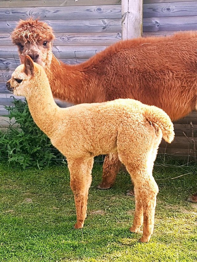 Preview of the first image of QUALITY FEMALE BAS ALPACA+ FEMALE CRIA COVERED FOR 2025.