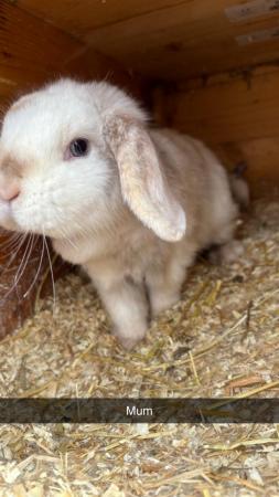 Image 18 of READY NOW Pure Mini Lop Babies,