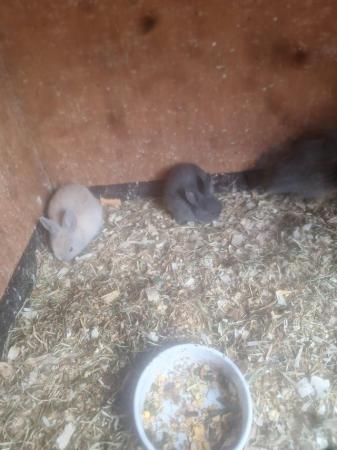 Image 1 of Female rex bunny and her 3 babies x