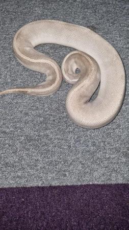 Image 3 of Royal python (purple passion):)